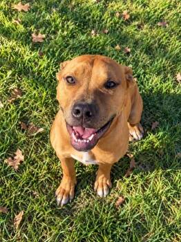 Rocky -  Pit Bull Terrier Dog for Adoption in Lagrange, Indiana - Rocky | PetCurious