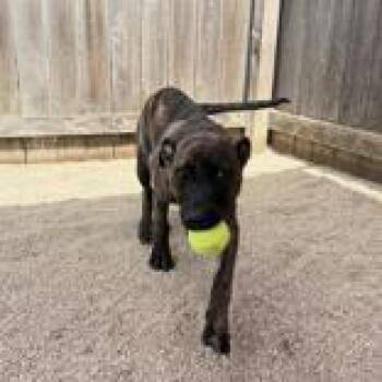Brindle -  Mixed Breed Dog for Adoption in Hilliard, Ohio - Brindle | PetCurious