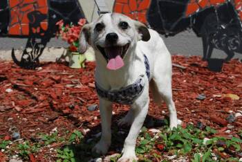 Chihuahua Dogs Available for Adoption in Miami, Florida - ALBAN | PetCurious