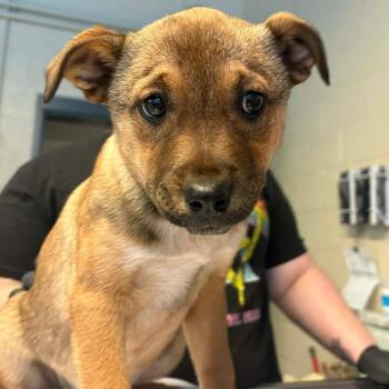 Mixed Breed Dogs Available for Adoption - Cersei | PetCurious