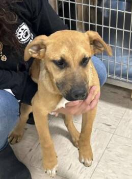 Mixed Breed Dogs Available for Adoption - Oak | PetCurious
