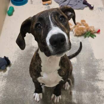 Bruno -  Mixed Breed Dog for Adoption in Columbia, Missouri - Bruno | PetCurious