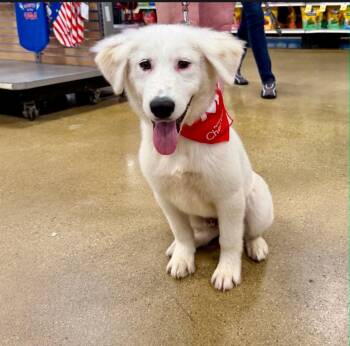 Jagger -  Great Pyrenees Dog for Adoption in Merrillville, Indiana - Jagger | PetCurious