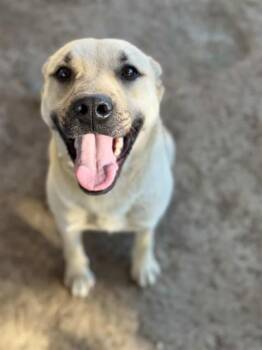 German Shepherd Dog Dogs Available for Adoption in Riverside, California - REXI | PetCurious