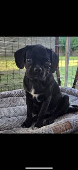 Chugg Muffin -  Pug and Puggle Dog for Adoption in New Haven, Connecticut - Chugg Muffin | PetCurious