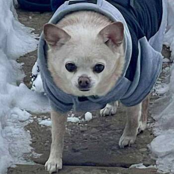 Rescue Chihuahua Dogs for Adoption in Olathe, Kansas - Gidget | PetCurious