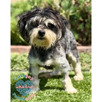 Havanese and Lhasa Apso Dogs Available for Adoption in Inglewood, California - Niles COH | PetCurious