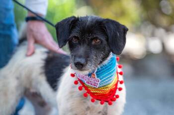 Jana -  Jack Russell Terrier Dog for Adoption in Santa Rosa, California - Jana | PetCurious