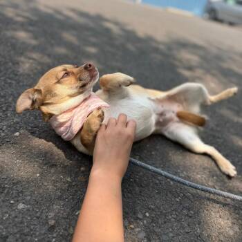 Ebony -  Chihuahua Dog for Adoption in Newberg, Oregon - Ebony | PetCurious