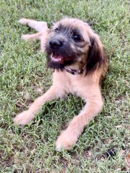 Charlotte the large Texas Scruffy Puppy -  Afghan Hound and Irish Wolfhound Dog for Adoption in Lockhart, Texas - Charlotte The Large Texas Scruffy Puppy | PetCurious