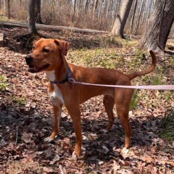 Foxhound and Labrador Retriever Dogs Available for Adoption in Lambertville, New Jersey - Anya | PetCurious