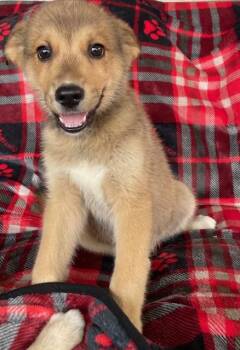 Rescue Husky Dogs for Adoption in Memphis, Tennessee - Griffon | PetCurious