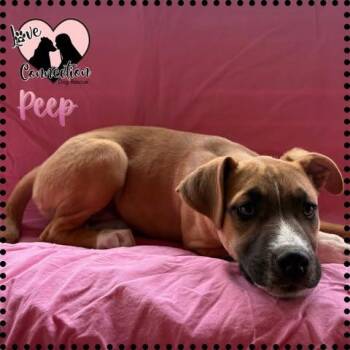 Labrador Retriever Dogs Available for Adoption in Gilbert, Arizona - Peep | PetCurious