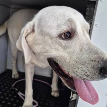 07/15/26-Stray-WarmSpringRoad -  Mixed Breed Dog for Adoption in Columbus, Georgia - 07/15/26-Stray-WarmSpringRoad | PetCurious