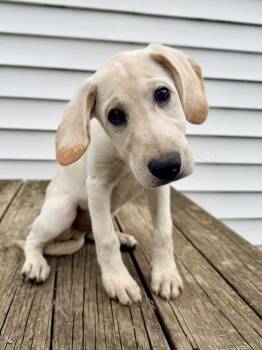 Jaxx -  Goldendoodle and Labrador Retriever Dog for Adoption - Jaxx | PetCurious