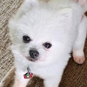 Pomeranian Dogs Available for Adoption - Stormy 2.0 (Texas City) | PetCurious