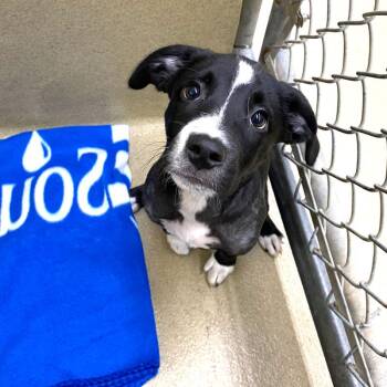 Toby 23960 -  Border Collie and Beagle Dog for Adoption in Monroe, Georgia - Toby 23960 | PetCurious