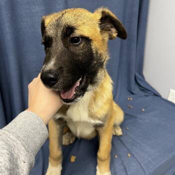 Labrador Retriever and Shepherd Dogs Available for Adoption - Buck | PetCurious