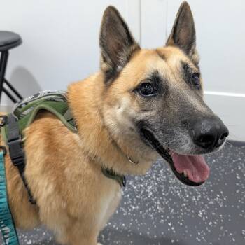 Malouk -  German Shepherd Dog Dog for Adoption in Krum, Texas - Malouk | PetCurious