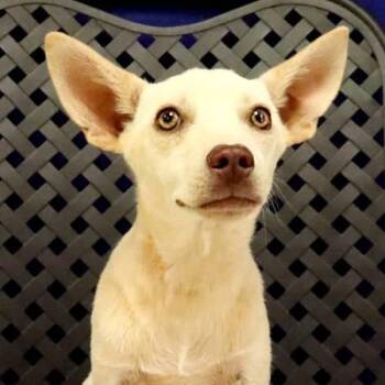 Taylor -  Chihuahua Dog for Adoption in Fort Davis, Texas - Taylor | PetCurious
