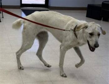NELLIE -  Great Pyrenees and Mixed Breed Dog for Adoption in Killeen, Texas - NELLIE | PetCurious