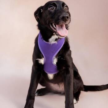 Ana Banana -  Shepherd and Black Labrador Retriever Dog for Adoption in Abbotsford, British Columbia - Ana Banana | PetCurious