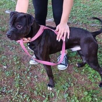 Pit Bull Terrier Dogs Available for Adoption - Blake | PetCurious