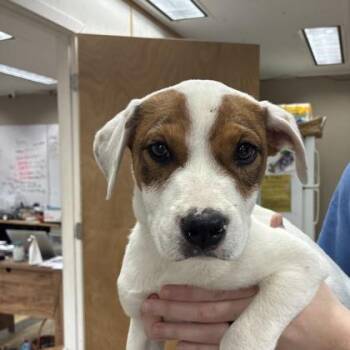 Mixed Breed Dogs Available for Adoption - Ristretto | PetCurious