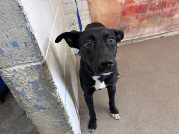 JADE -  Labrador Retriever and Mixed Breed Dog for Adoption in San Bernardino, California - JADE | PetCurious