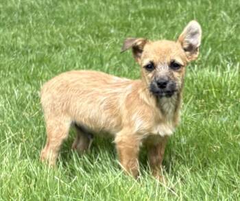 Chihuahua and Yorkshire Terrier Dogs Available for Adoption in New Baltimore, Michigan - Jax | PetCurious