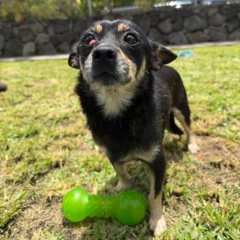Chevy -  Mixed Breed Dog for Adoption in Keaau, Hawaii - Chevy | PetCurious