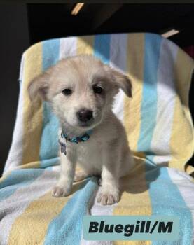 Shepherd and Great Pyrenees Dogs Available for Adoption in Hillside, Illinois - Bluegill | PetCurious