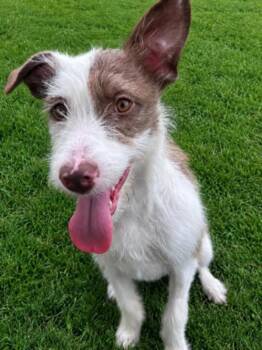ASPEN -  Parson Russell Terrier and Mixed Breed Dog for Adoption - ASPEN | PetCurious