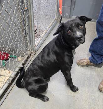 Australian Cattle Dog Blue Heeler and American Staffordshire Terrier Dogs Available for Adoption in Nucla, Colorado - Taz | PetCurious