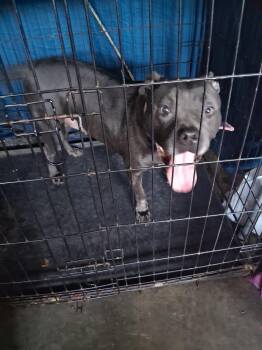 Nadia -  American Staffordshire Terrier Dog for Adoption in Cincinnati, Ohio - Nadia | PetCurious