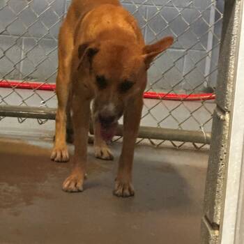 leopole -  Mixed Breed Dog for Adoption in Gadsden, Alabama - Leopole | PetCurious