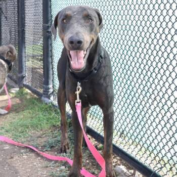 Rescue Doberman Pinscher Dogs for Adoption in San Antonio, Texas - NASH | PetCurious