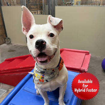 Rescue Boxer and Mixed Breed Dogs for Adoption in Las Vegas, Nevada - Mr. Wiggles | PetCurious