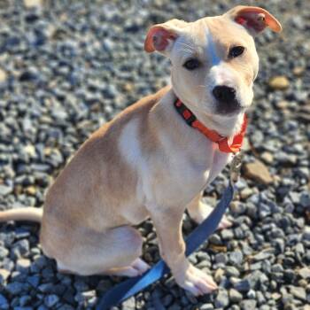 Rescue Labrador Retriever Dogs for Adoption in Walnutport, Pennsylvania - Dessie | PetCurious