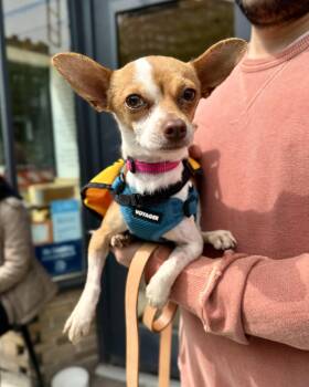 Chihuahua Dogs Available for Adoption in New York, New York - Shimmering Sea | PetCurious
