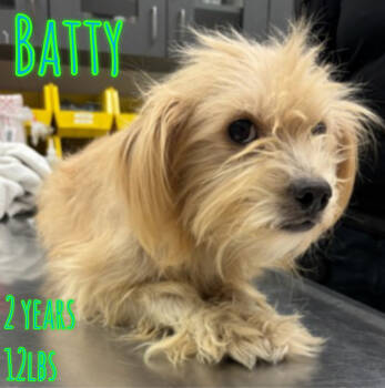 Rescue Terrier Dogs for Adoption in Holbrook, New York - BATTY | PetCurious