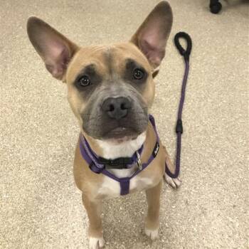 Rescue French Bulldog and Pit Bull Terrier Dogs for Adoption in Prince Frederick, Maryland - Bagheera | PetCurious