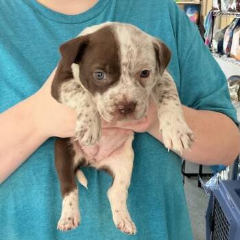Ginger -  Terrier and Mixed Breed Dog for Adoption in Galax, Virginia - Ginger | PetCurious