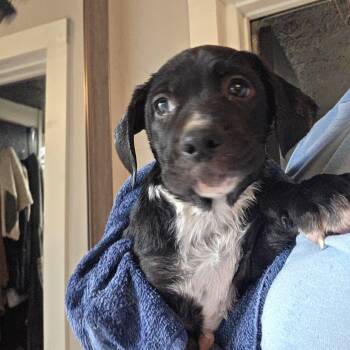 Marshall -  Mountain Cur and Hound Dog for Adoption in Wadsworth, Ohio - Marshall | PetCurious