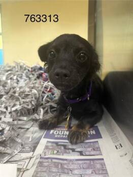CAPRISUN -  Chihuahua and Dachshund Dog for Adoption in St. Louis, Missouri - CAPRISUN | PetCurious