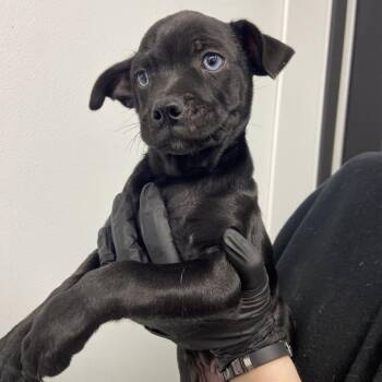 Husky and Pug Dogs Available for Adoption in Abilene, Texas - Mudbud | PetCurious