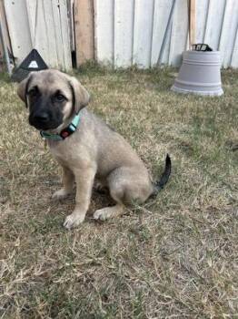 Elbie -  Labrador Retriever and Mixed Breed Dog for Adoption in Fort Worth, Texas - Elbie | PetCurious