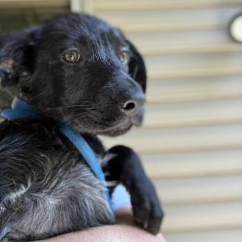 Dipper -  Golden Retriever and Australian Cattle Dog Blue Heeler Dog for Adoption in Rochester, Minnesota - Dipper | PetCurious