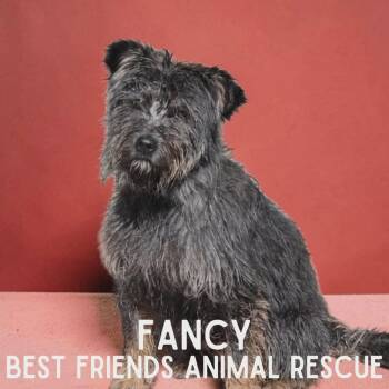 Fancy -  Terrier Dog for Adoption in Wasilla, Alaska - Fancy | PetCurious