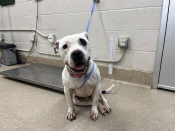 A233836 -  American Staffordshire Terrier and Mixed Breed Dog for Adoption in Grand Prairie, Texas - A233836 | PetCurious